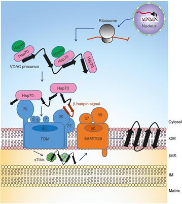 The Biogenesis Process of VDAC – From Early Cytosolic Events to Its Final Membrane Integration